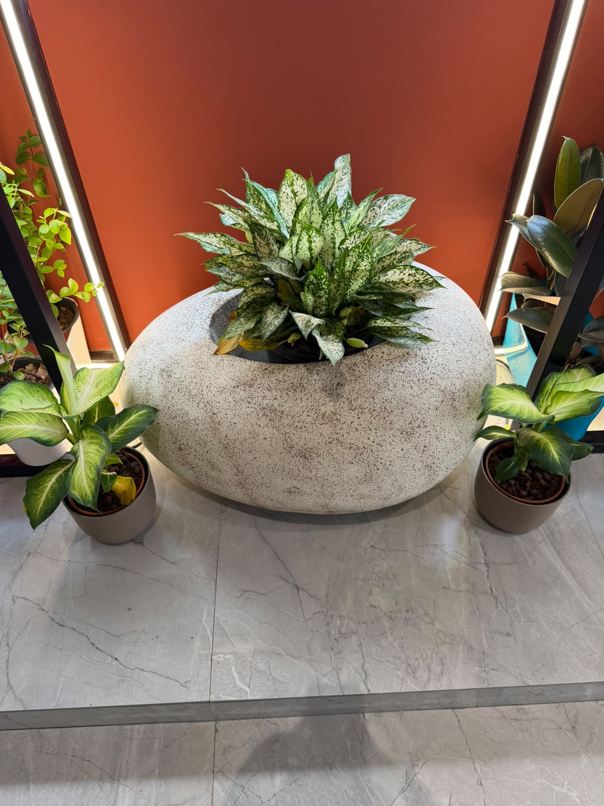 Indoor plants arrangement by plants designer in Noida at Leaf N Dew