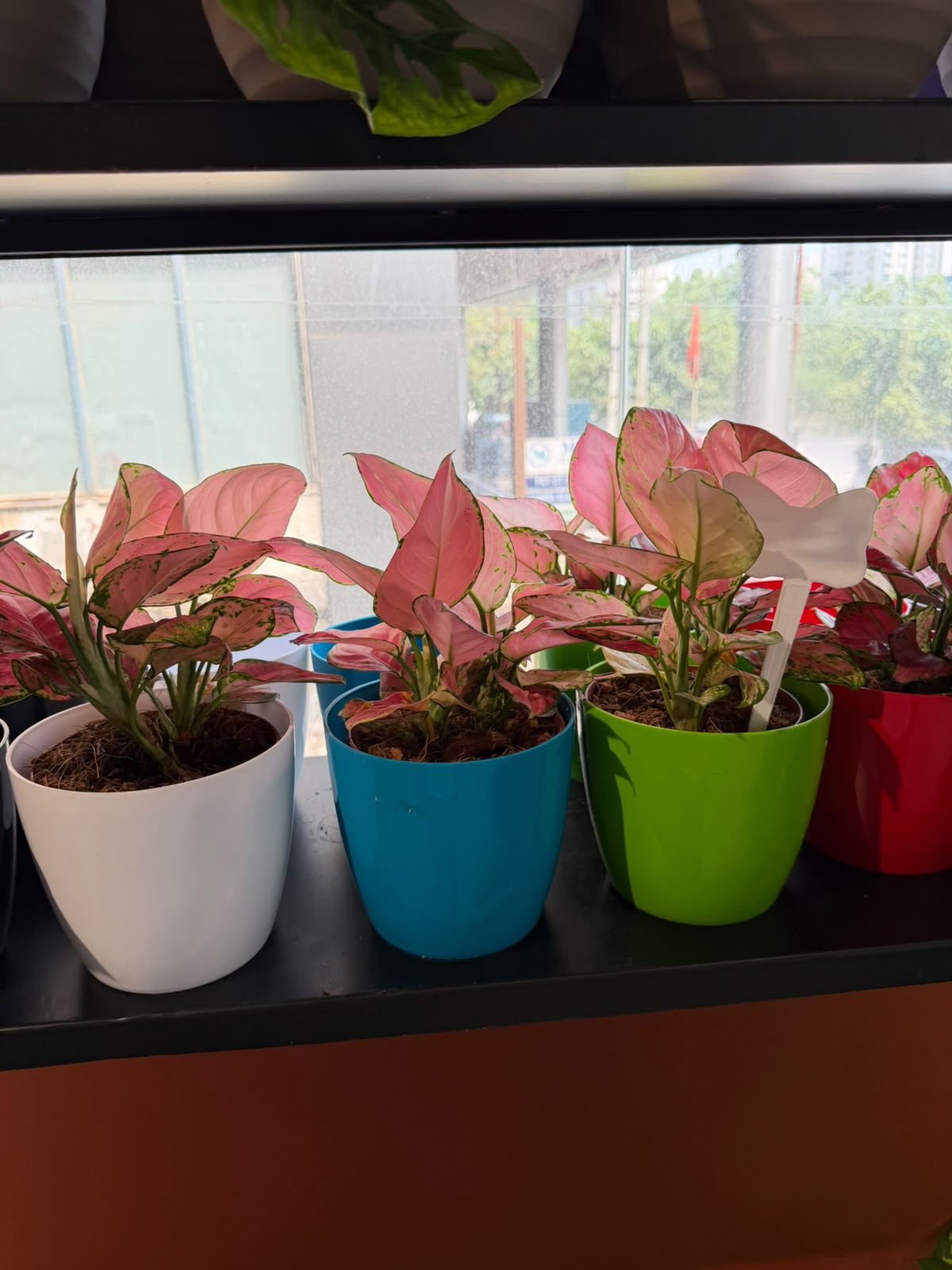 Exotic plants collection by plants designer in Noida