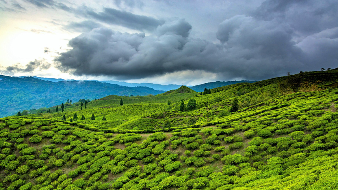 Assam and Meghalaya Tours