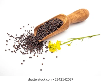 Fertilizer Mustard Seeds - AIMS