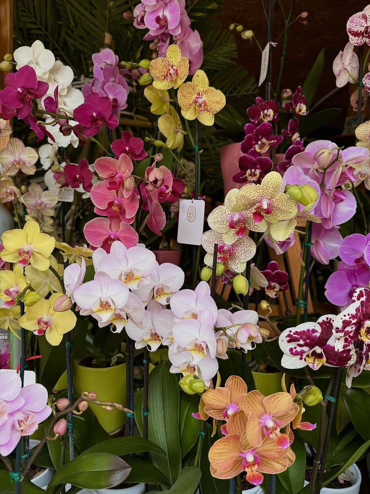 Orchid Arrangements