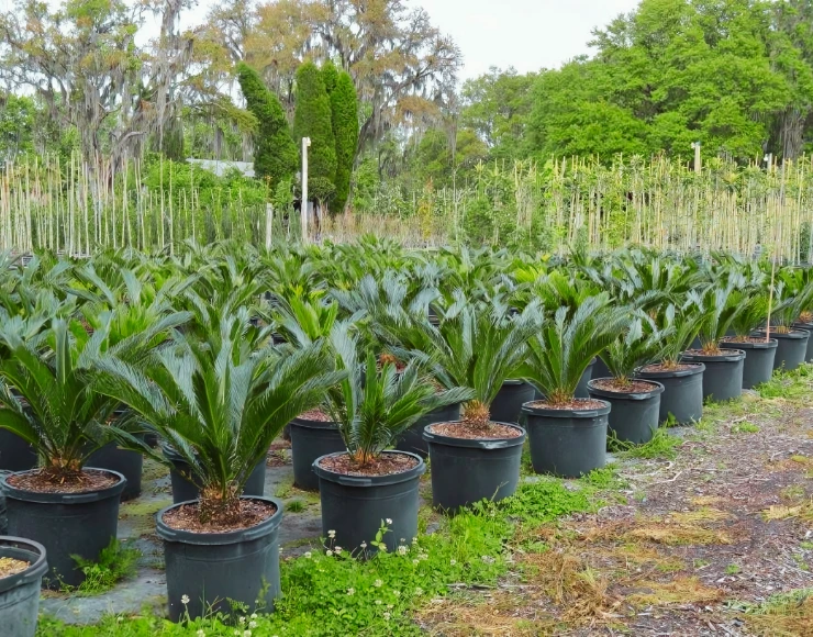 Beautiful Garden with Premium Plants