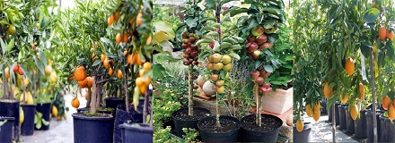 Hybrid Fruit Plants