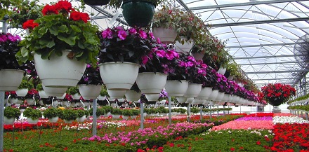 Ornamental Plants