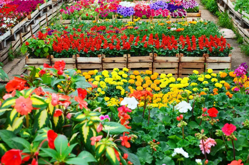 Decorative Plants