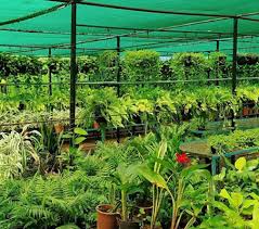 Garden Plants