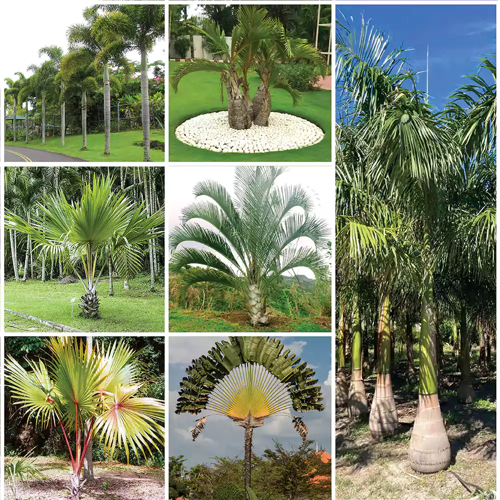 Landscaping Plants