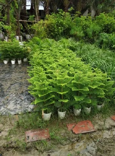 Nursery Saplings
