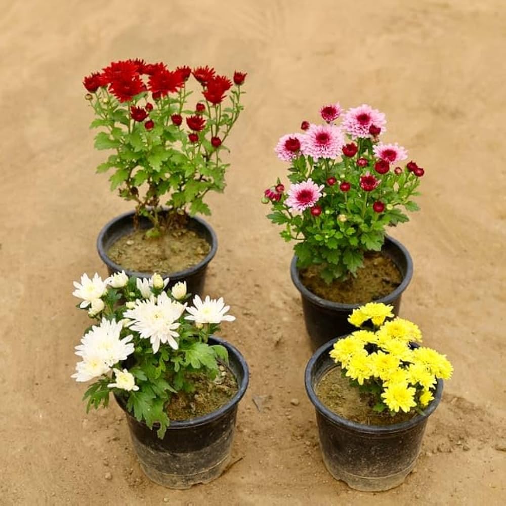 Seasonal Plants
