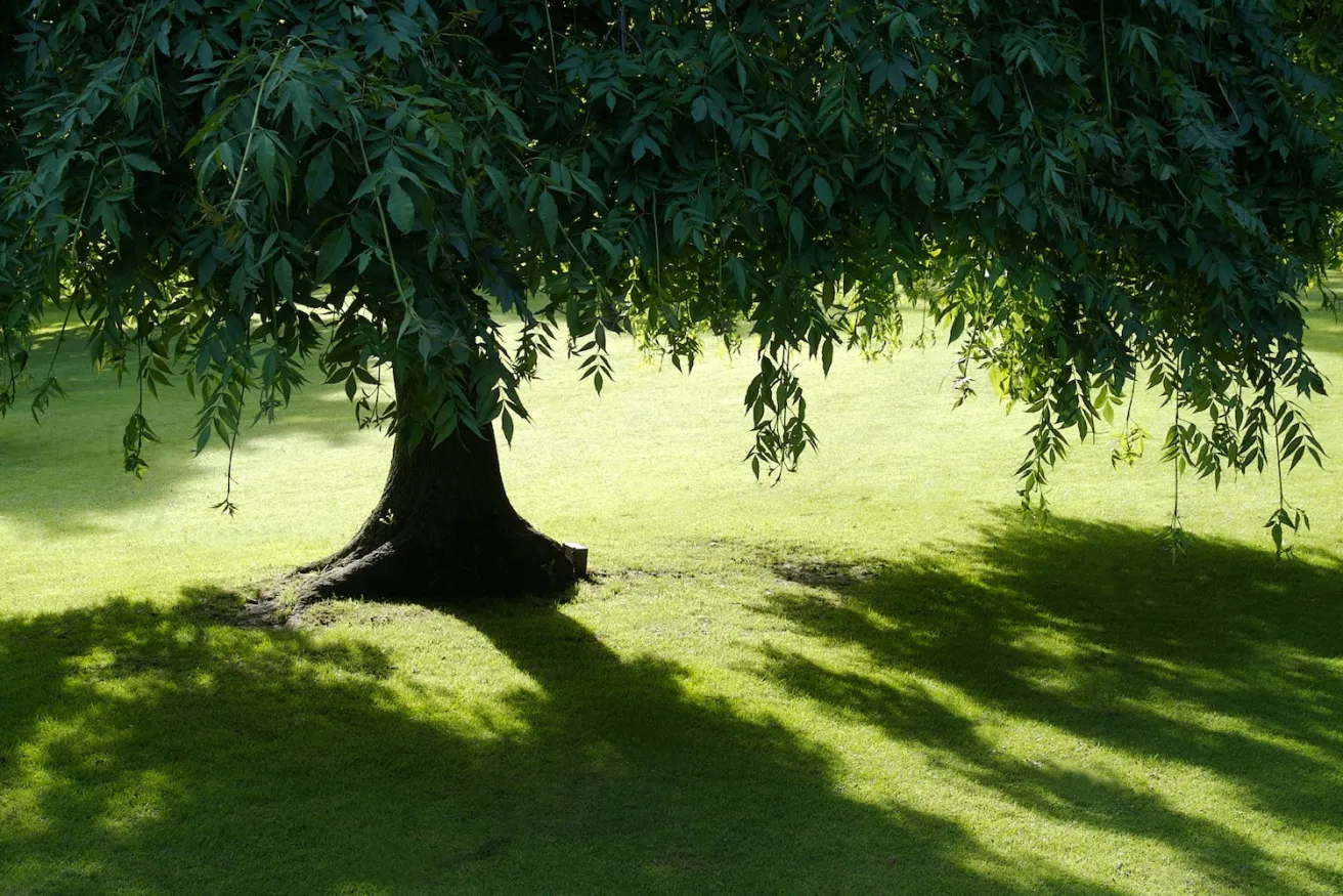 Shade Trees