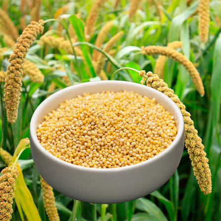 Organic wheat